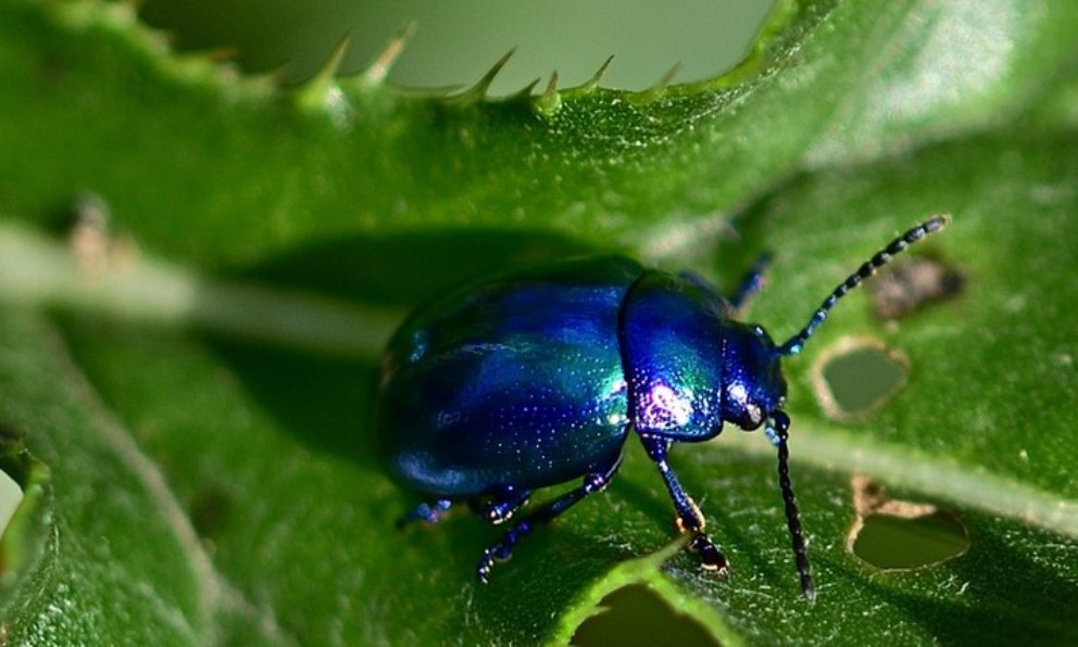 ¿Cuál es el insecto más pequeño del mundo?