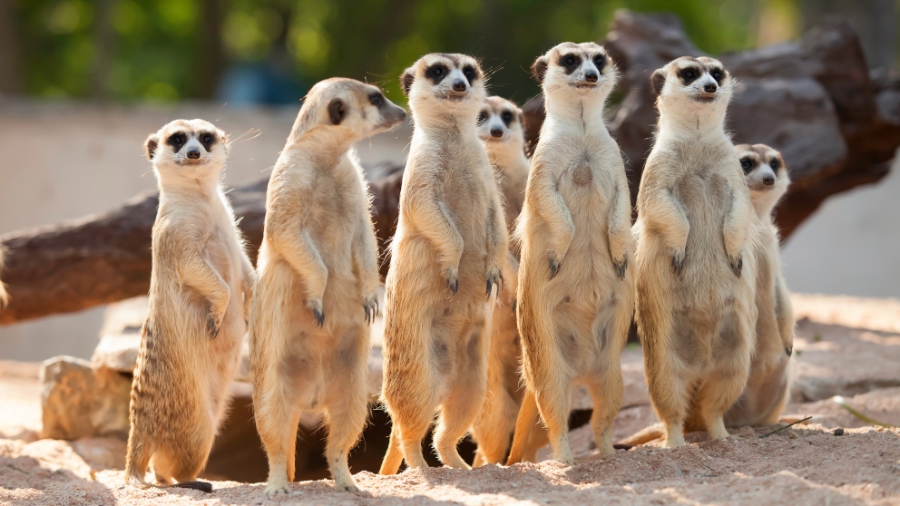 Normativa básica: La Declaración Universal de Derechos de Animales,