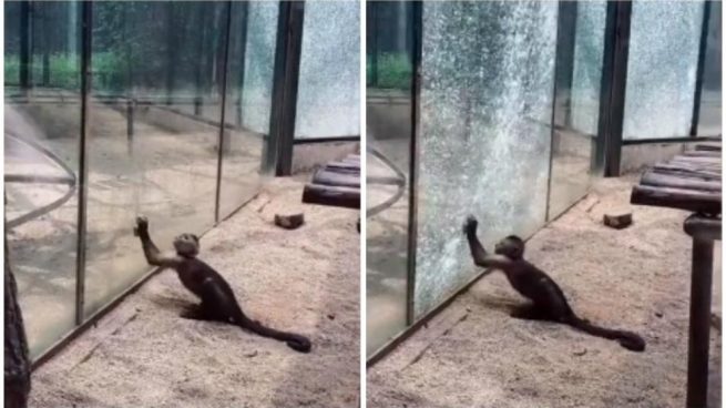 Facebook: Un mono utiliza una piedra para escapar