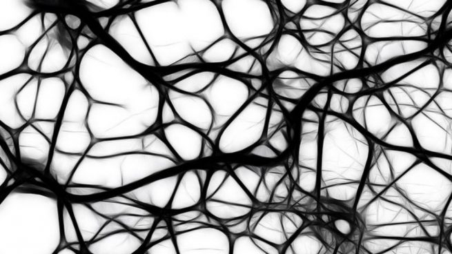 Estas neuronas solo se encuentran en el cerebro de determinados seres vivos.