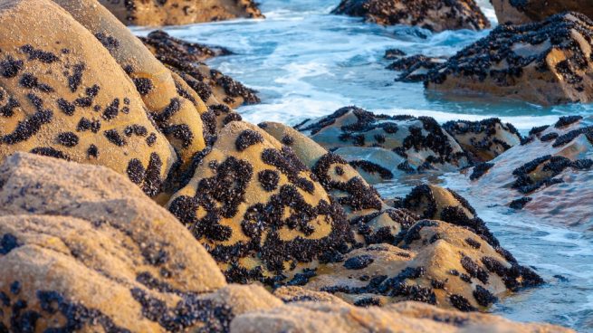 ARCO IRIS denuncia la extracción indiscrimanda de mejilla en todo el litoral da costa da morte para alimentar el negocio de las bateas de Arosa.