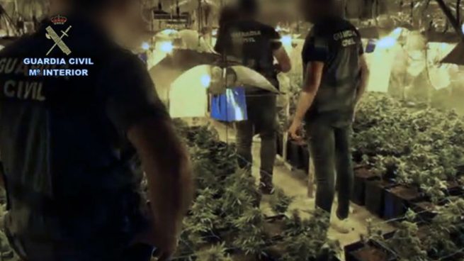 Detenidas 23 personas en una operación contra el tráfico de marihuana en Andalucía