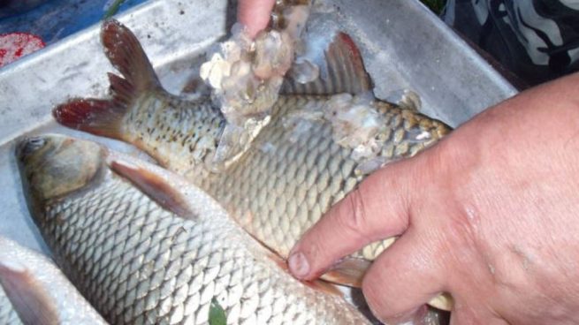 Para evitar contagiarse de este parásito debe comprarse pescado limpio y sin vísceras.