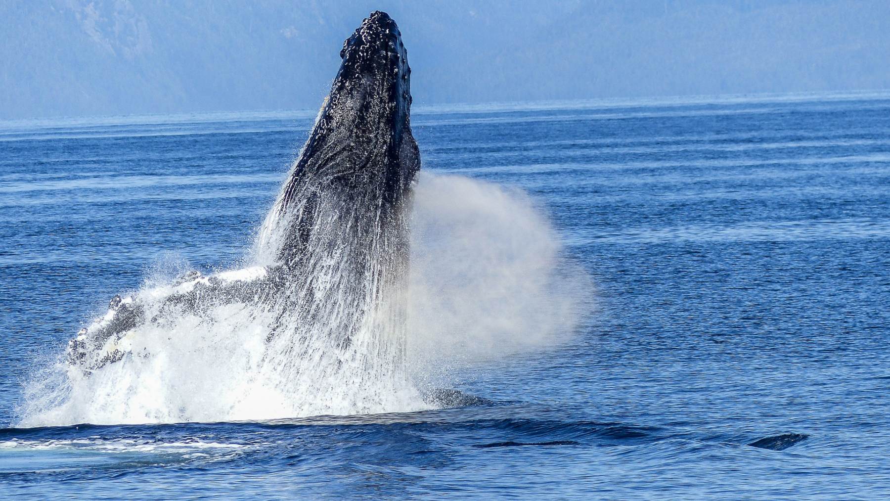 Anémona de mar Reductor Destruir Qué comen las ballenas? Así se alimentan