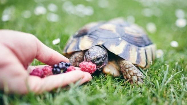 Cómo saber cuántos años tiene una tortuga