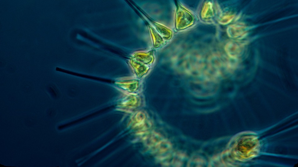 Descubre qué es el fitoplancton