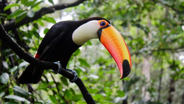 Los pájaros tropicales más bonitos del mundo