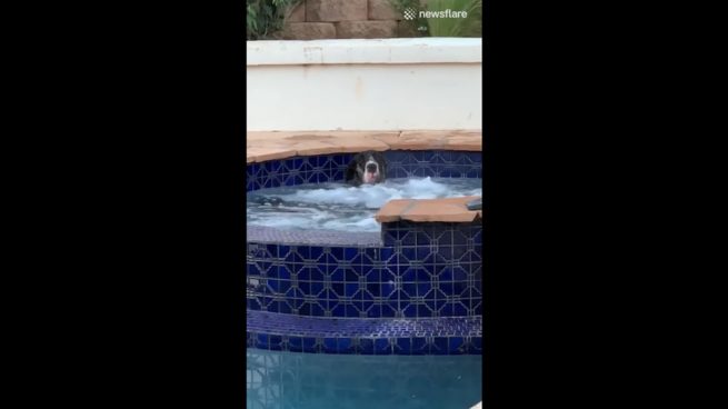 Facebook: Un perro solo en casa decide relajarse en el jacuzzi