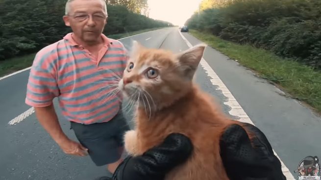 Facebook: Un motorista salva a un gatito abandonado en la carretera