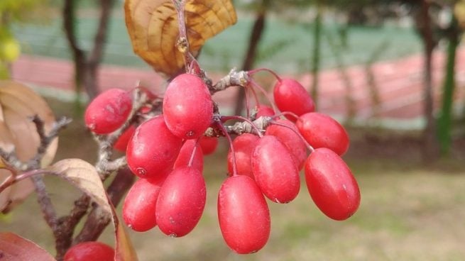 La Schisandra chinensis, más conocida simplemente como Schisandra, es una planta originaria del norte de China.