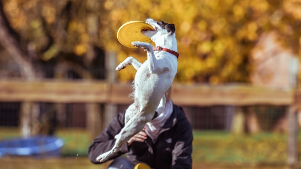 Perro frisbee. Perro atrapando disco volador Foto de stock 2201720435