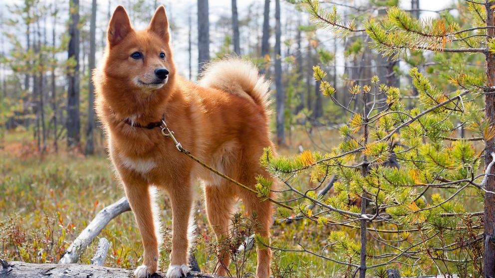 El Spitz Finlandés