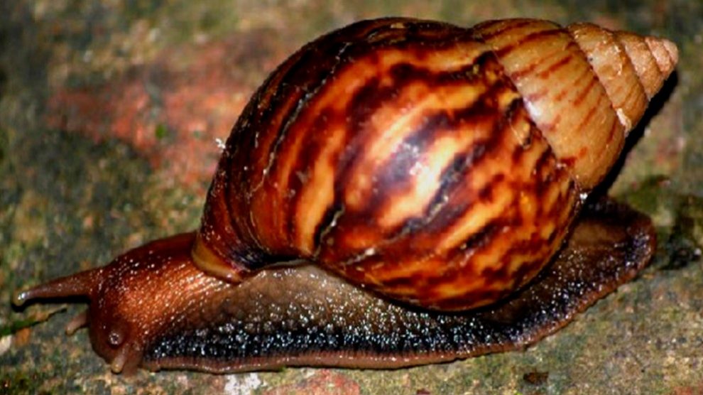 Casi 40 cm mide el caracol más grande del mundo