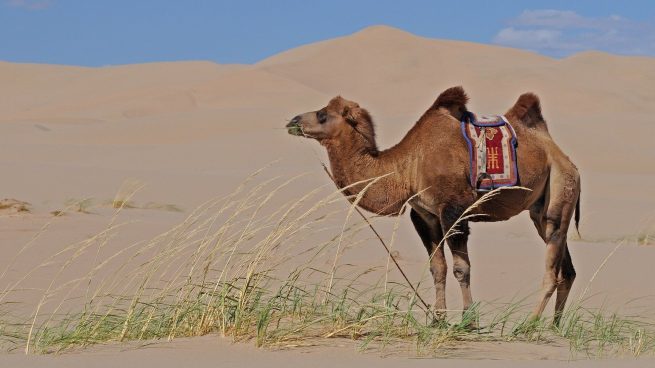 Así es la alimentación de los camellos
