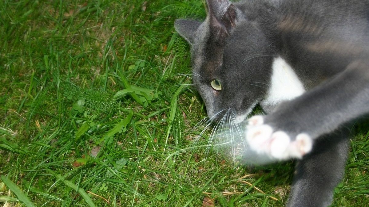 Gato