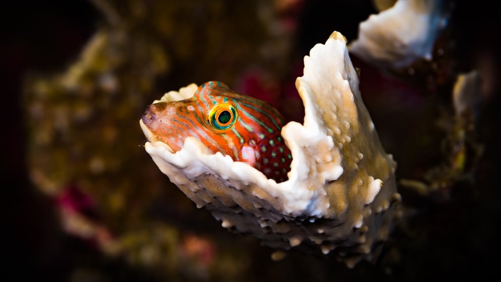 ¿Cómo descansan los peces?