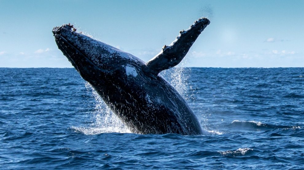 Ballenas, ¿cómo se alimentan?