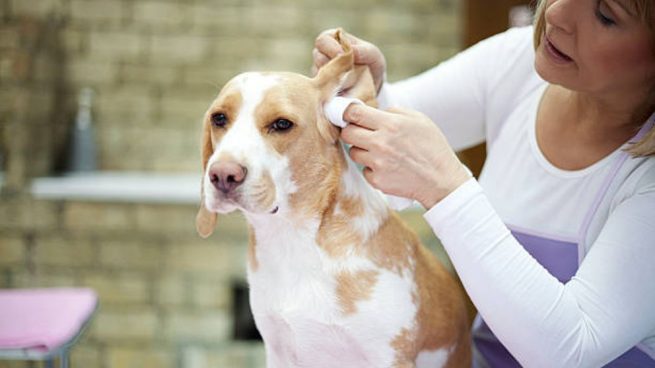 limpiar las orejas del perro