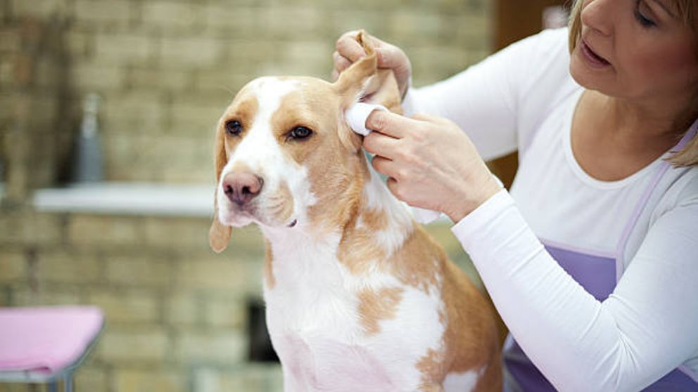 Guía de pasos para limpiar las orejas del perro