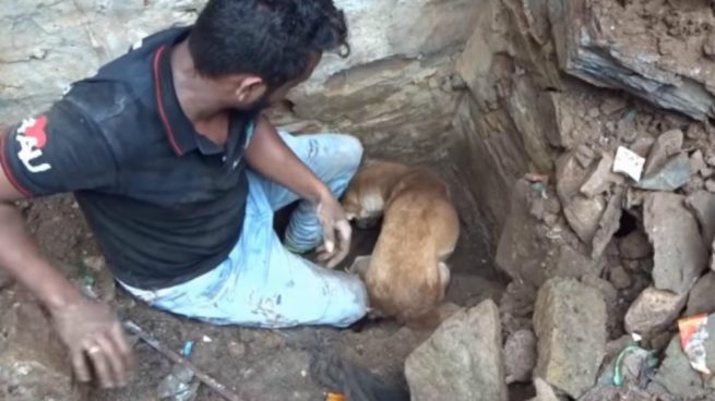 Facebook: Una perra intenta salvar a sus cachorros después de las fuertes lluvias
