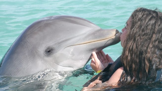 Los delfines para los niños