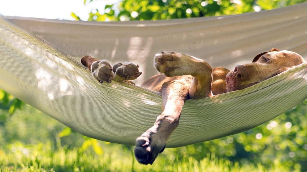 ¿Cómo son las etapas del sueño en perros y gatos?