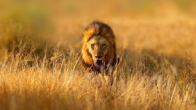 Lo que debes saber sobre el león hispano