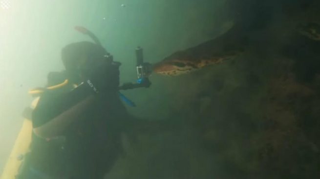 Facebook: Unos submarinistas se encuentran con una anaconda gigante