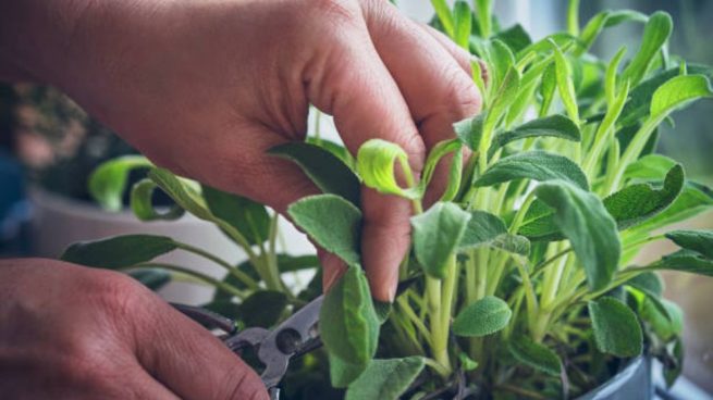 como cultivar la salvia