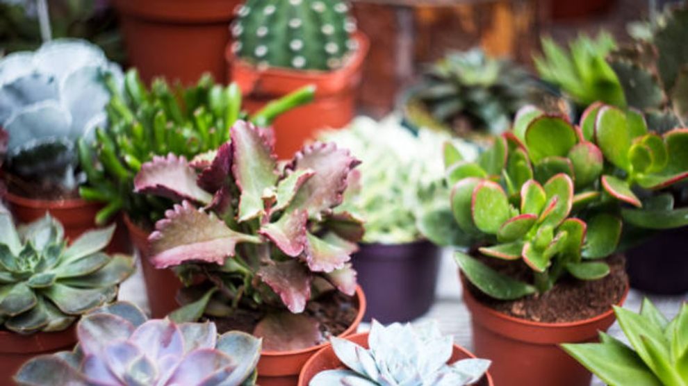 Guía de pasos para hacer un jardín en miniatura
