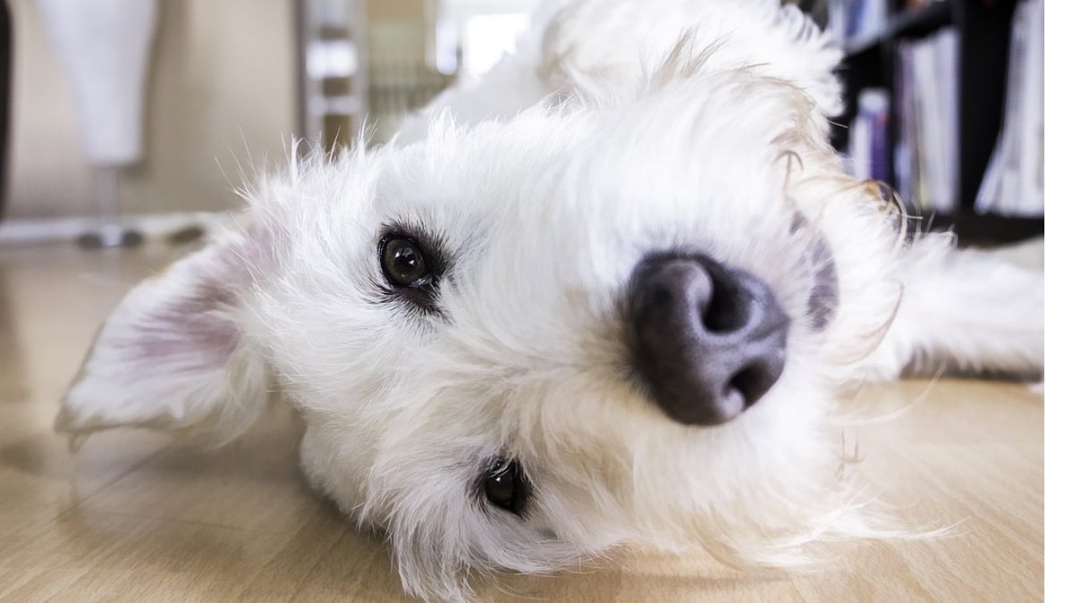 Cómo quitar el olor a perro en casa? y consejos paso a paso de