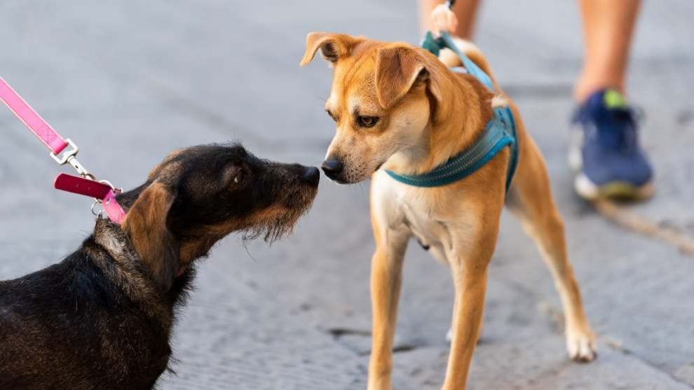 ¿Perros y gatos pueden ser homosexuales?