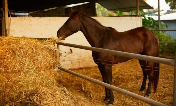 La preparación de espacio para tu caballo