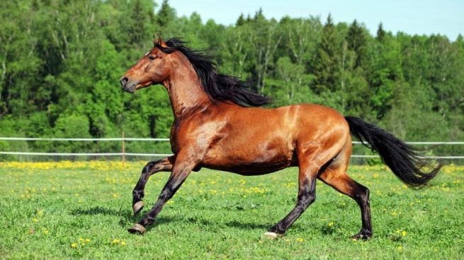 Espacio para tu caballo