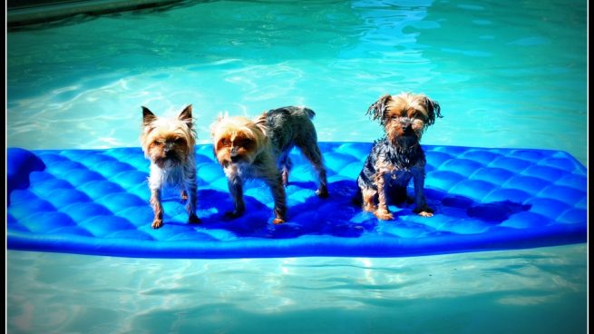 Parques acuáticos para perros