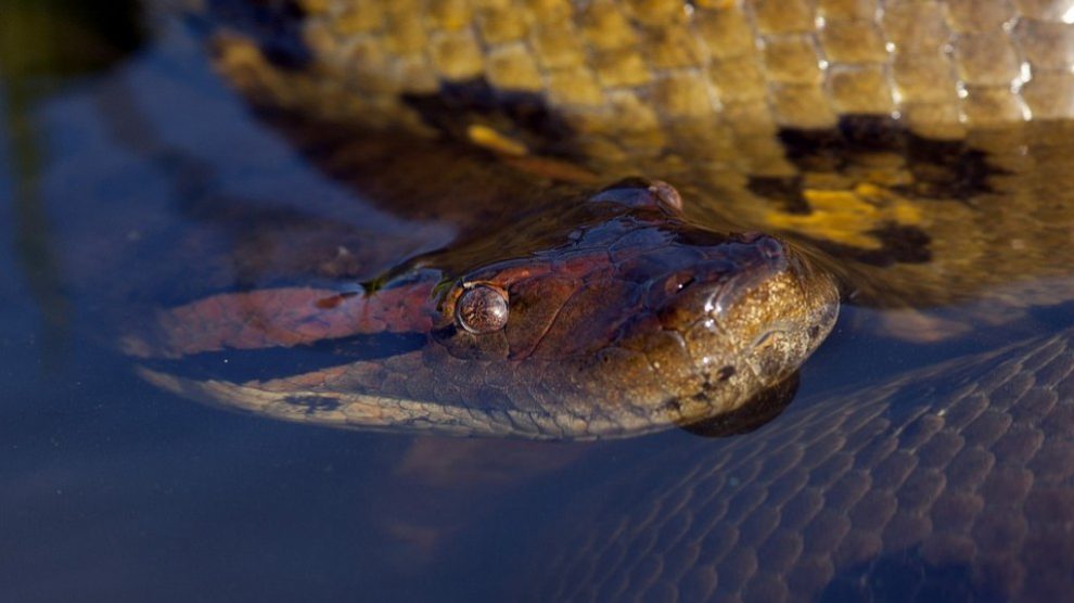 5 Datos de la anaconda
