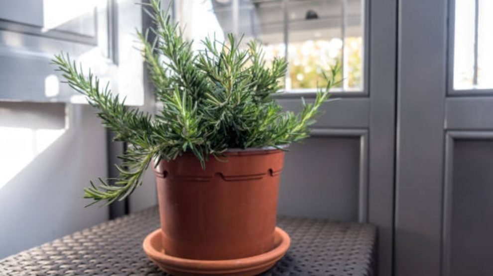 Cómo cultivar una planta de romero en el jardín o en una