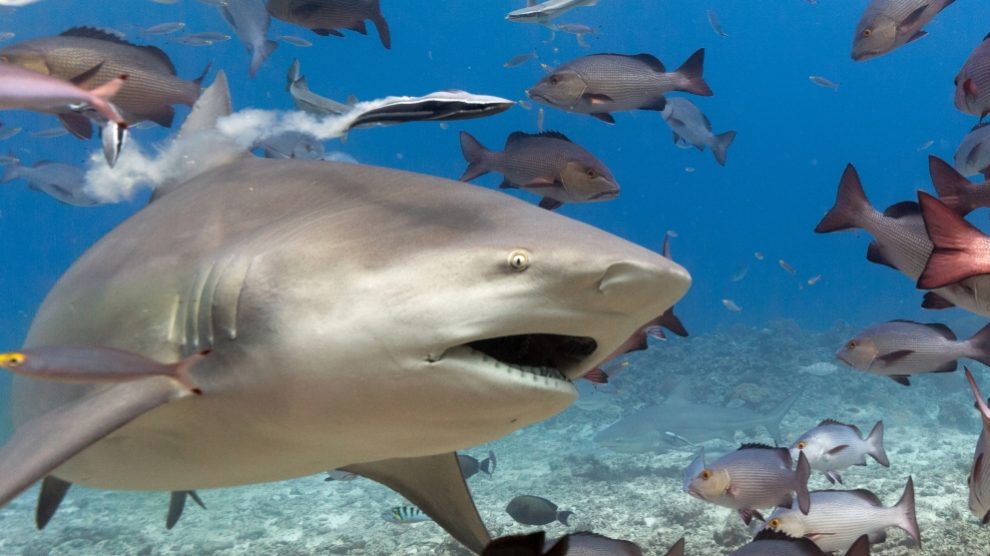 Lo que debes saber sobre el tiburón toro