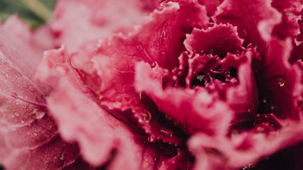 Qué beneficios aporta la lechuga