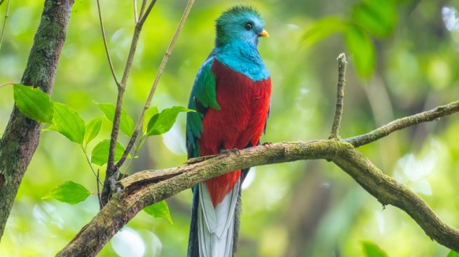 analogía Muerto en el mundo Buena suerte 5 clases de pájaros tropicales