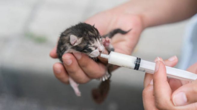Leche materna para gatos casera, la receta definitiva