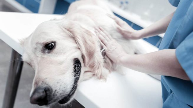 Quimioterapia en perros