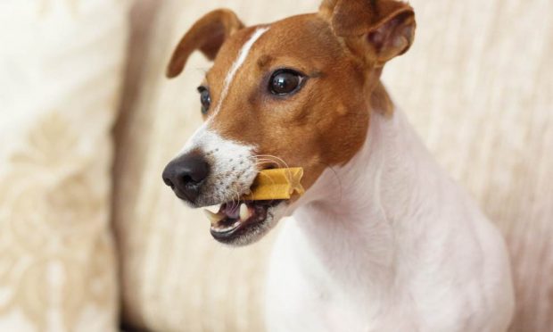 Snacks que no debes dar a tu perro