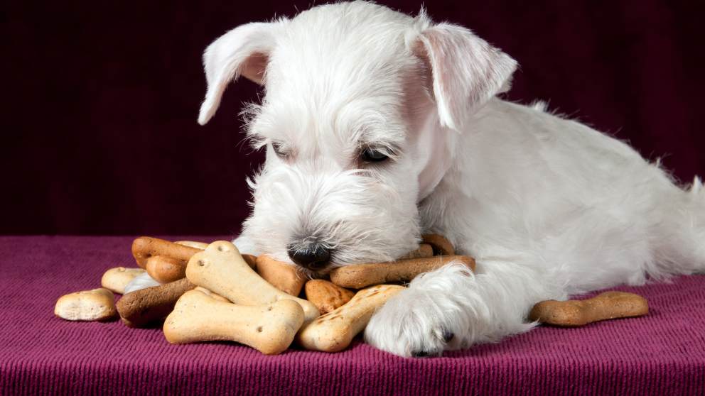 Snacks no recomendables para tu perro