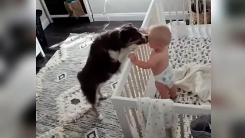 Facebook: El enternecedor vídeo del ‘perro niñera’ triunfa en las redes sociales