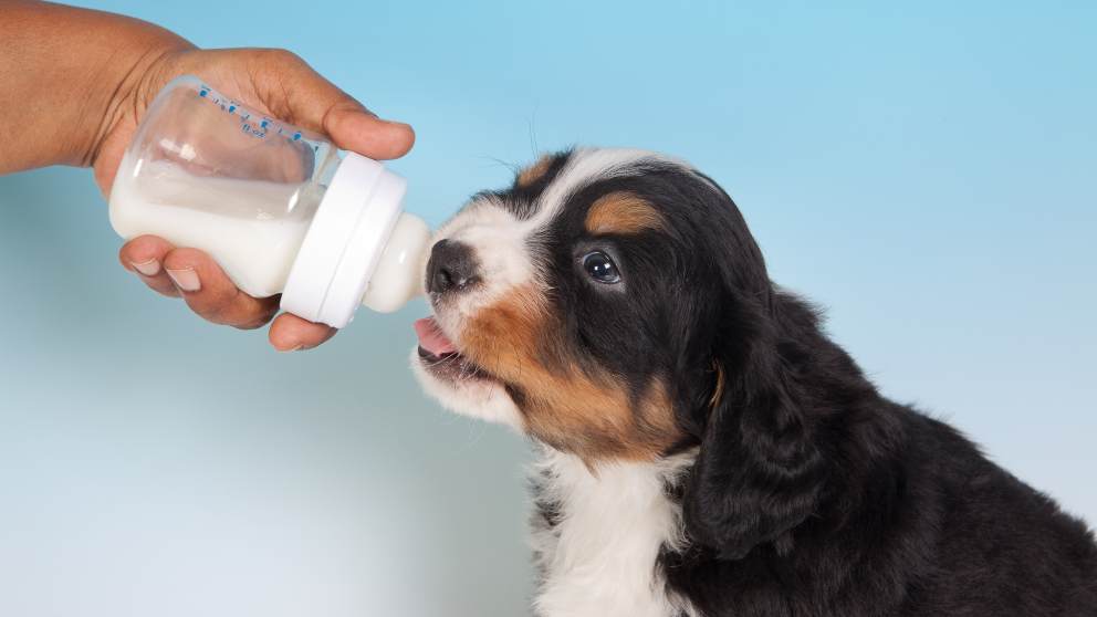 Clases de leche para tus cachorros