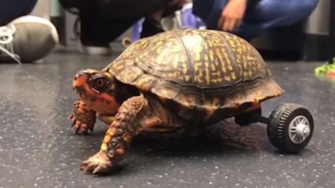Facebook: Pedro la tortuga que volvió a caminar gracias a un Lego
