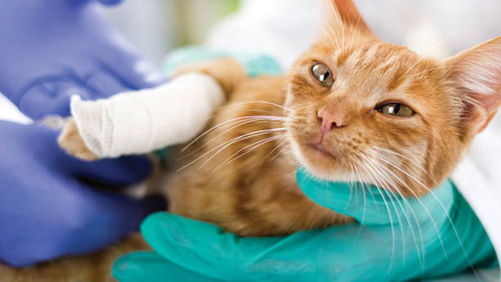 Aprende cómo desinfectar las heridas a un gato