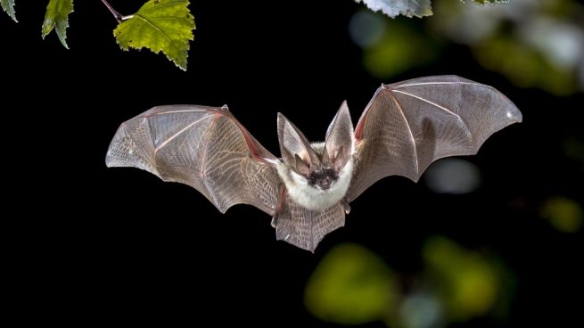 Encuentran murciélagos con un nuevo coronavirus en Tailandia