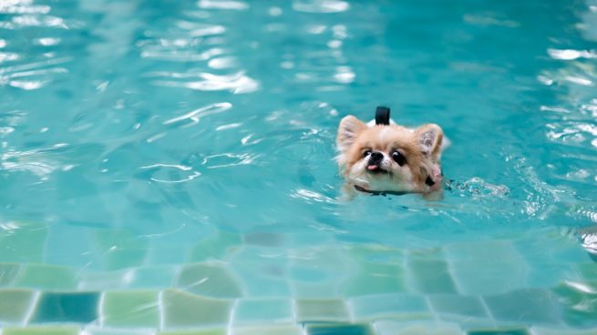 El perro en la piscina